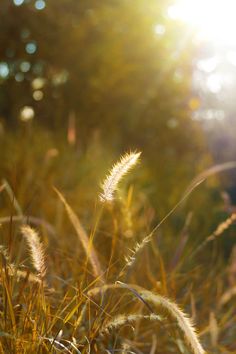 the sun shines brightly through some tall grass