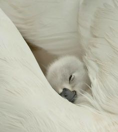 a baby bird is curled up in a white fluffy blanket with its head sticking out