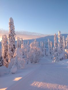 the sun is shining on snow covered trees