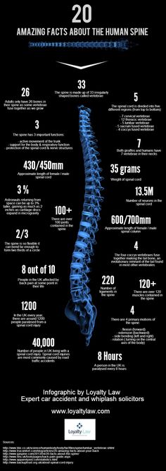 20 Amazing Facts about the Spine Infographic Human Body Facts, Bolesti Chrbta, Human Spine, Family Chiropractic, Colon Health, Info Board, Chiropractic Wellness, Spine Health, Wellness Massage