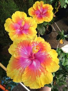 two yellow and pink flowers with green leaves