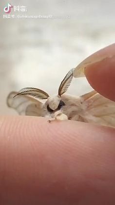 a small white bird sitting on top of a person's finger