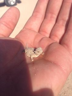 a small lizard is sitting on the palm of someone's hand in front of a car