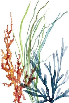 watercolor painting of corals and seaweed on white background