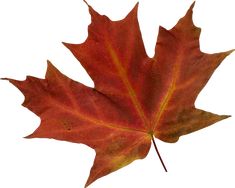 a red maple leaf on a white background