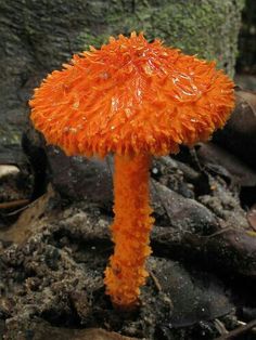 an orange flower that is growing out of the ground