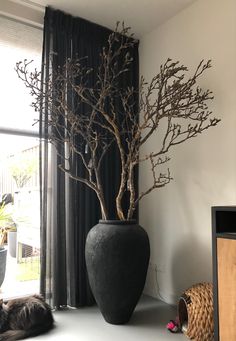 a black vase sitting next to a window with a tree in the middle of it