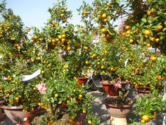 an orange tree with lots of fruit growing on it's branches and in pots