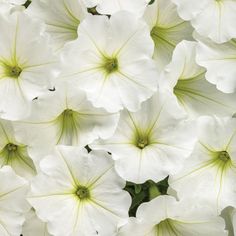 white petunia flowers with green tips in the center