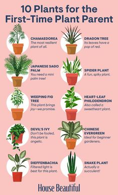 the ten plants for the first - time plant parent