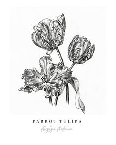 a black and white drawing of two flowers with the words parrot tulips on it