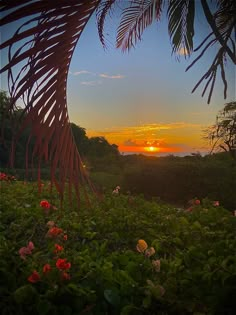 the sun is setting behind some trees and flowers