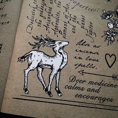 an open book with drawings and writing on the pages, including a horse's head