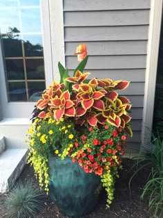 a potted plant with flowers in front of a house