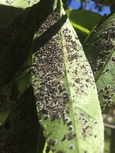 black moldy leaves are shown in this close up view from the bottom to the top