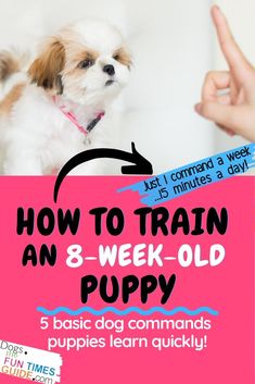 a small dog sitting on top of a pink sign that says how to train an 8 - week old puppy