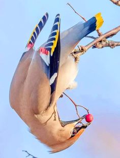 a bird with it's beak open on a tree branch eating berries from the branches