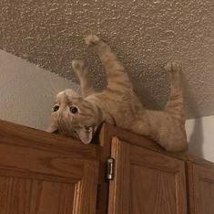 a cat laying on top of a wooden cabinet with its front paws in the air