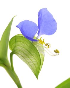 a blue flower with yellow stamens and green leaves