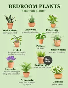 the different types of house plants in pots