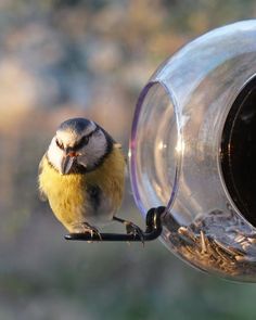 a small bird perched on top of a feeder