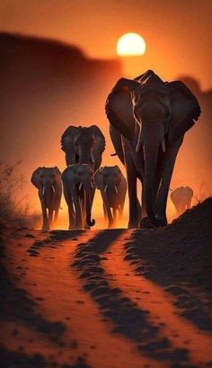 a herd of elephants walking across a dirt field at sunset with the sun in the background