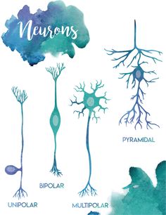 the different types of neurons and their roots are shown in this illustration, with watercolor