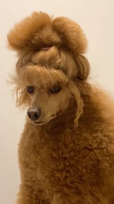 a brown poodle with long hair sitting on top of it's head