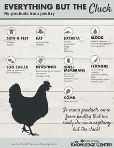 the chicken info sheet is shown in black and white, with words describing how to use it