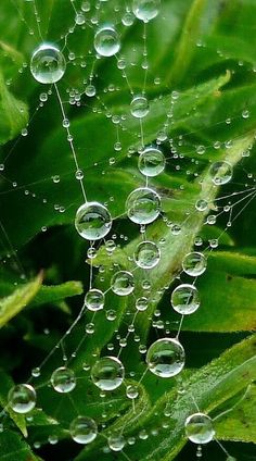 drops of water on the leaves of a plant