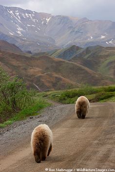 two brown bears walking down a dirt road