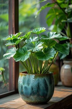 a potted plant sitting on top of a wooden table