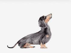 a watercolor drawing of a dog sitting on the ground with its head up and eyes closed