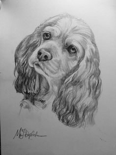 a pencil drawing of a dog's face