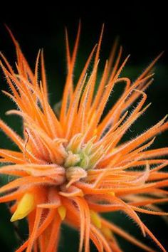 an orange flower that is blooming in the dark