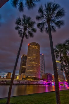 palm trees in front of a city skyline at night