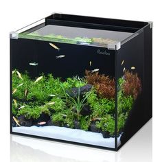 an aquarium filled with plants and fish