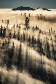 the sun is shining through the foggy trees on top of a mountain in this aerial photo