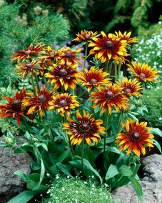 some very pretty yellow and red flowers by some rocks