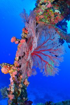 an underwater view of colorful corals and seaweed