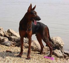 two dogs are standing on the beach by the water