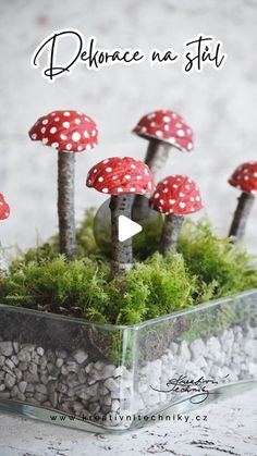 small red and white mushrooms in a glass container with moss on the bottom that says, dance na still