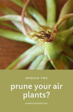 an air plant with the words should you prune your air plants?