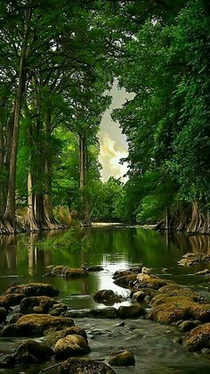 there is a river that runs through the woods with moss growing on it and rocks in the water