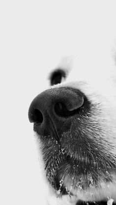 black and white photograph of a dog's nose with snow all over its fur