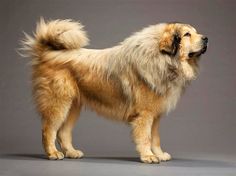 a large fluffy dog standing on top of a gray background with the words tibetan mastiff upto $ 7, 000