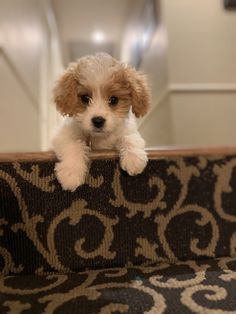 a small white and brown dog sitting on top of a couch