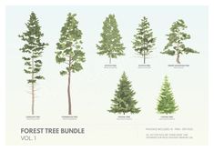 the forest tree bundle is shown with different types of trees and their names on it