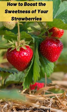 two strawberries growing on a bush with the words, ozark beauty strawberry plants