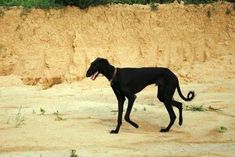 a black dog standing on top of a dirt field next to a cliff face covered in grass